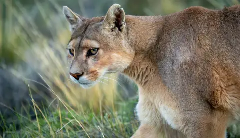 Arkansasdaky goraghanada üç aýagly Crimson atly ýaş daňly puma
