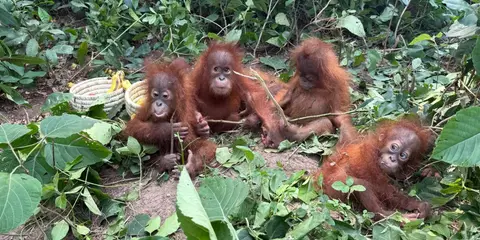 Hindistanda nadir tapylan orangutanlar bilen baglanyşykly haýwan söwdasy artýar
