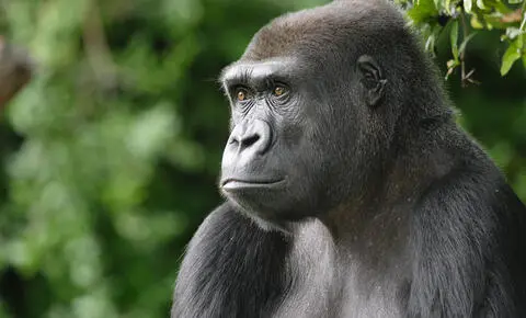 Borneoda orangutanlary goramak we saglygyny ýokarlandyrmak işleri