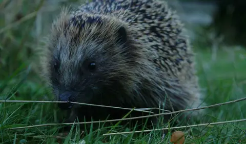 Robot ot kesijilerine agşam we gijeki wagt çäklendirmesi girizilýär