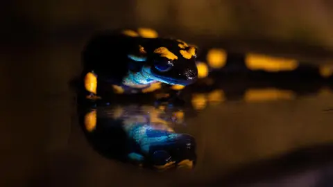 Zehirli ot salamandrlarynda gizlin fluorescent ýagtylyk tapyldy