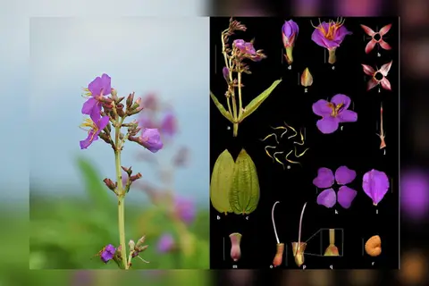Manas Milli Parkynda Täze Osbeckia Assamensis Ösümlik görnüşi tapyldy