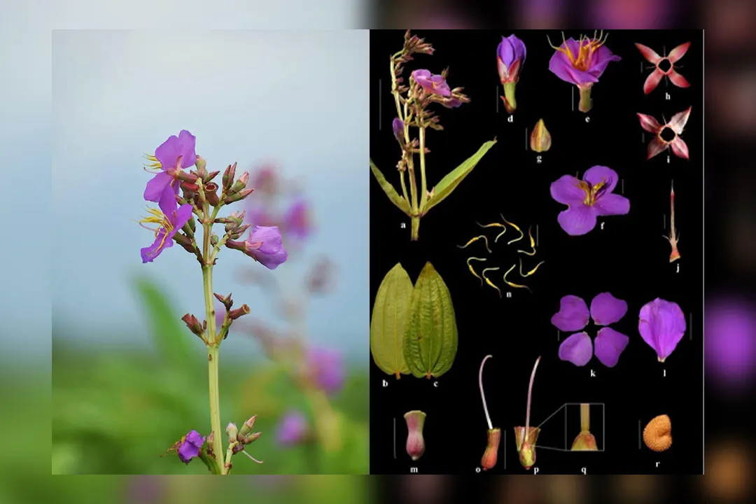 Manas Milli Parkynda Täze Osbeckia Assamensis Ösümlik görnüşi tapyldy