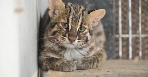 Fukuoka Zooparky 30 ýyl bäri nadir Tsushima leopard pişigini gorap gelýär