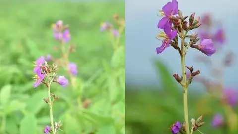 Manas Milli Parkynda täze Osbeckia assamensis ösümligi tapyldy