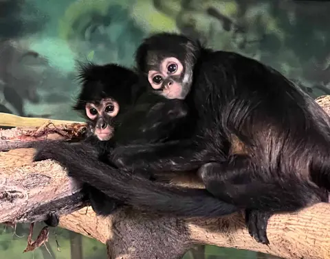 Utahdaky Hogle Zoosynda Halas Edilen Iki Örümcek Maymun Täze Ömür Başlaýar