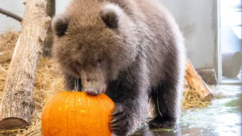 Minnesota Zoosy Alaskadan halas edilen 3 ýalňyz gara aýy çagalary kabul etdi