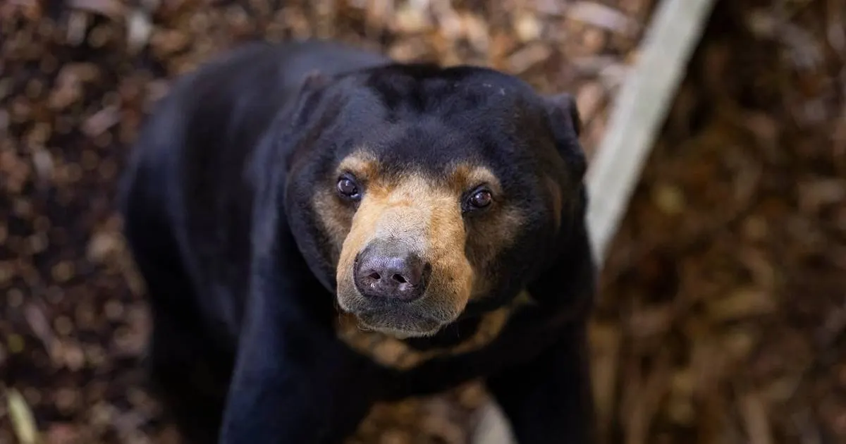 Perth Zoosy ýaralanan gün ayiňy goramak üçin göreşen Jamrany ýatlaýar