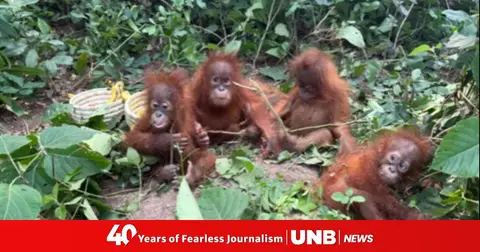 Hindistanda tapylan bäbek orangutanlar haýwan söwdasynyň kanunsyzlygy barada aladalary artdyrýar