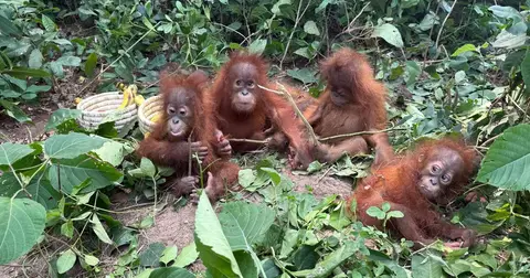 Hindistanda tapylan baby orangutanlar kanunsyz haýwan söwdasyny açyp görkezýär