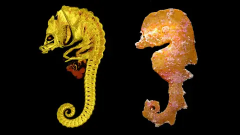 Awstraliýanyň günortasyndaky täze tanylan deňiz balygy seahorse görnüşine meňzeýär