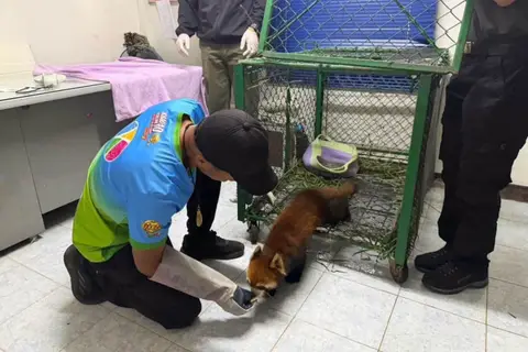 Goranmakdaky gyzyl panda Khao Kheow Açyk Zooparkyna geçirilýär