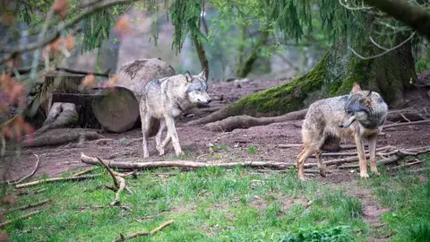 Germaniýada 8 ýaşly gyz ýylanlyga hüjüm edilip, hassahana ugradyldy