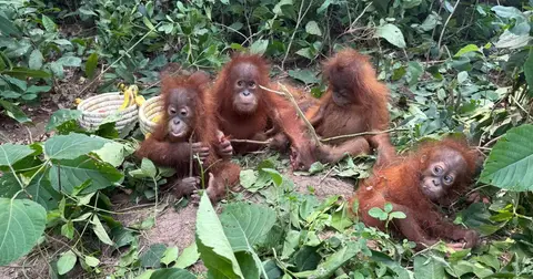 Hindistanda tapylan baby orangutanlar kanunsyz haýwan söwdasynyň ösýändigini görkezýär